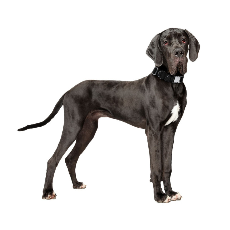 SOLIDNA OBROŻA DLA PSA Z CANVASU ROZM. S 15P01S